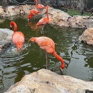 American Flamingos