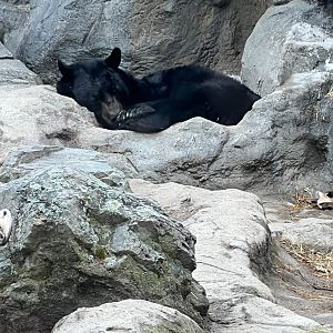 Black Bear