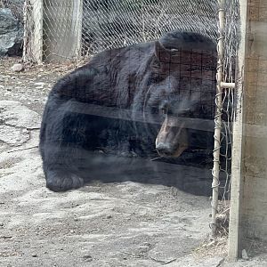 Black Bear