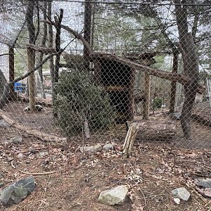 North American Porcupine Exhibit