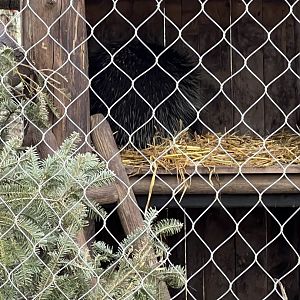 North American Porcupine