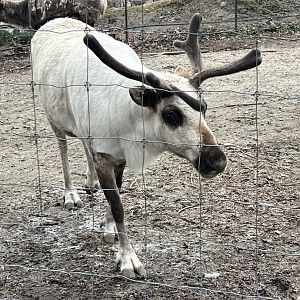 Reindeer