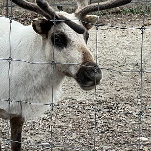 Reindeer