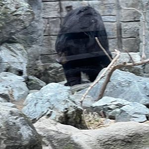 Black Bear