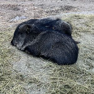 Chacoan Peccary
