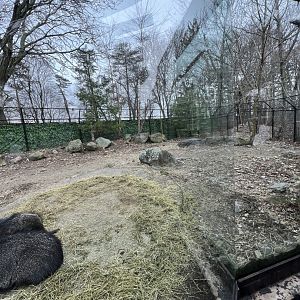 Chacoan Peccary Exhibit