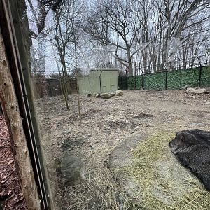Chacoan Peccary Exhibit