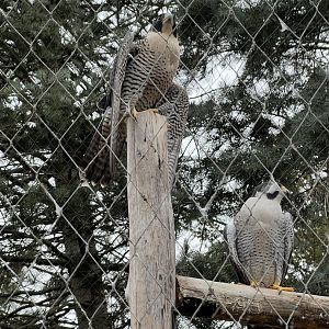Peregrine Falcons