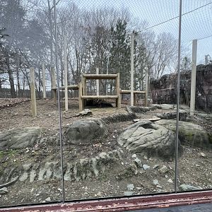 Cougar Exhibit