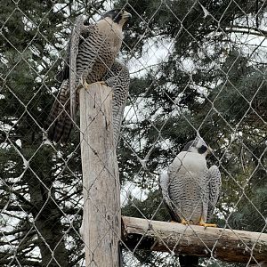 Peregrine Falcons