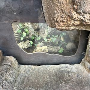 Unsigned Terrarium