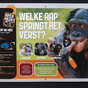 One of primate quiz signs alongside the route through Park Berg & Bos to Apenheul, 2024-08-18