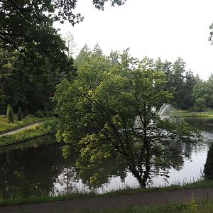 Park Berg & Bos (City and nature park in which Apenheul is located) - Forest pond, 2024-08-18