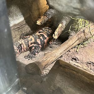 Gila Monster