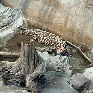 Gila Monster