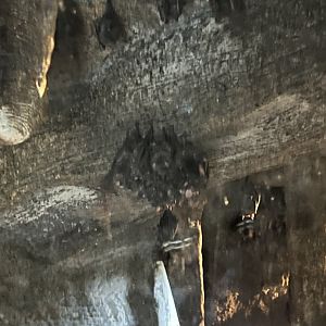 Seba’s Short-Tailed Bats