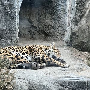 Jaguar
