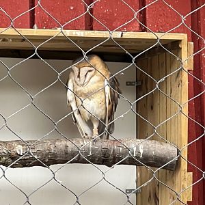 Barn Owl