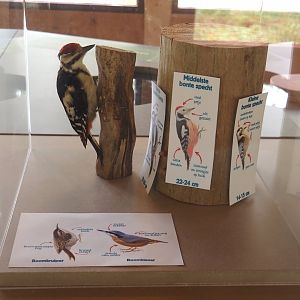 Spotted woodpecker, Treecreeper and Nuthatch display, 2024-08-18