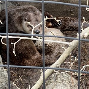 North American River Otters