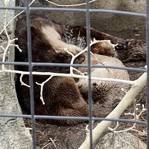 North American River Otters