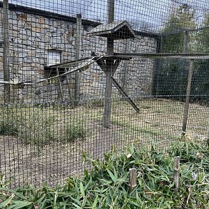 Black-and-White Colobus Outdoor Exhibit 1