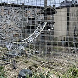 Black-and-White Colobus Outdoor Exhibit 2