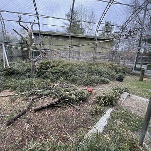 White-Cheeked Gibbon Exhibit