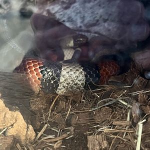 Pueblan Milk Snake