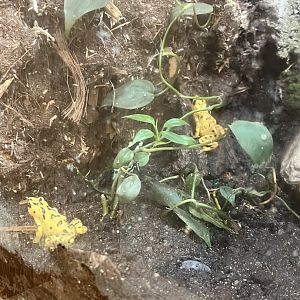 Panamanian Golden Frogs