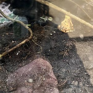 Dyeing Poison Dart Frog and Panamanian Golden Frog