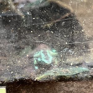 Green-and-Black Poison Dart Frog