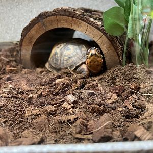 Eastern Box Turtle