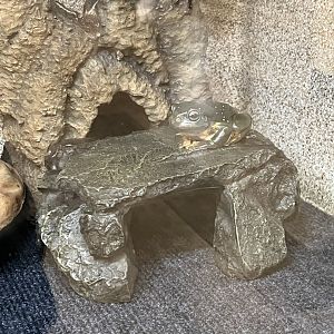 Magnificent Tree Frog