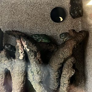 Magnificent Tree Frogs