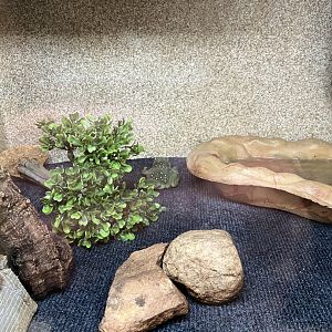 Magnificent Tree Frog Exhibit