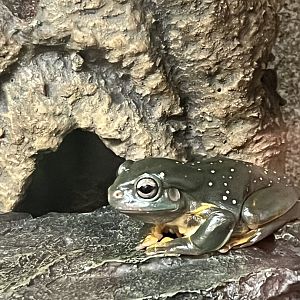 Magnificent Tree Frog