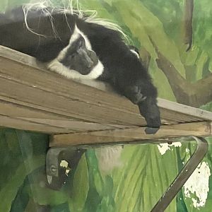Black-and-White Colobus