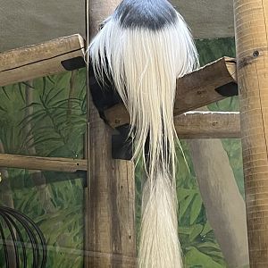 Black-and-White Colobus