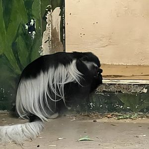 Black-and-White Colobus