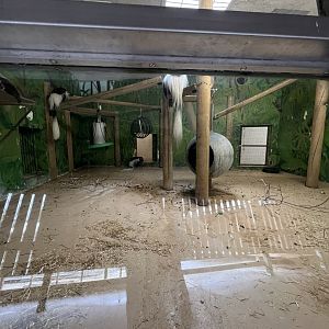 Black-and-White Colobus Indoor Exhibit