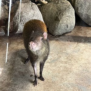 Red-Rumped Agouti