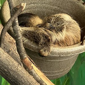 Two-Toed Sloth