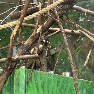 Cotton-Top Tamarins