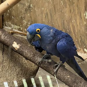 Hyacinth Macaw