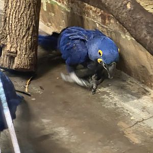Hyacinth Macaw