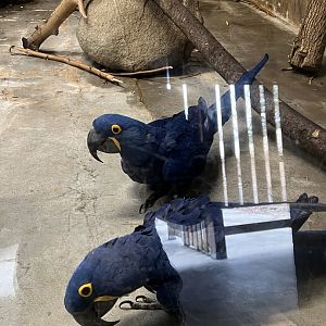 Hyacinth Macaws