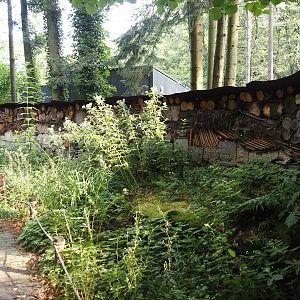 Very long insect wall, 2024-08-18