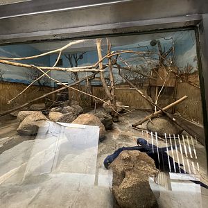 (Current) Hyacinth Macaw Exhibit