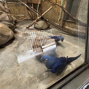 Hyacinth Macaws